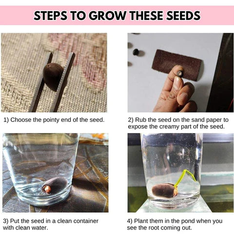 The Premium Lotus Flower Seeds