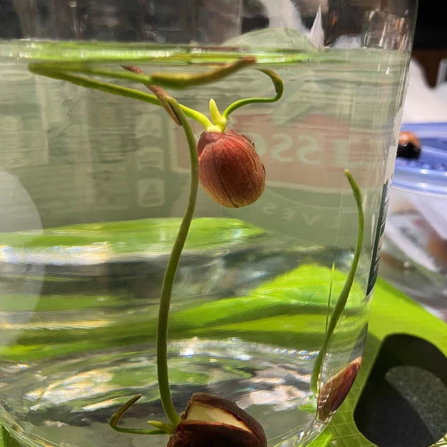 The Premium Lotus Flower Seeds