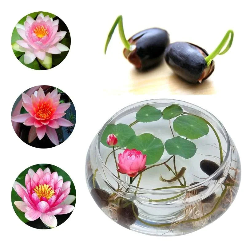 The Premium Lotus Flower Seeds