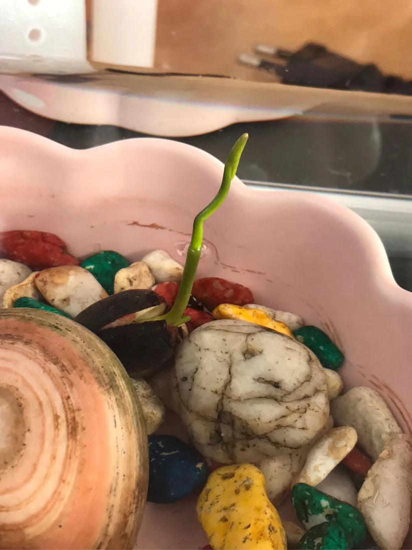 The Premium Lotus Flower Seeds