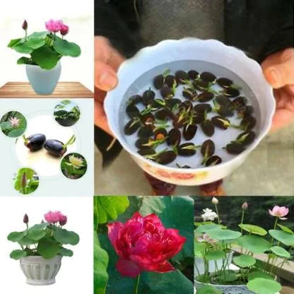 The Premium Lotus Flower Seeds