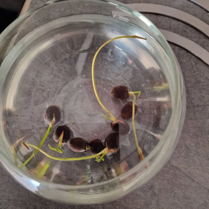 The Premium Lotus Flower Seeds