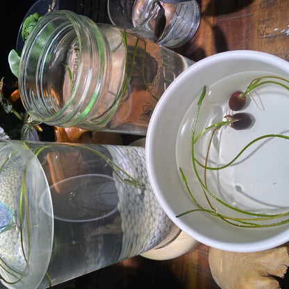 The Premium Lotus Flower Seeds