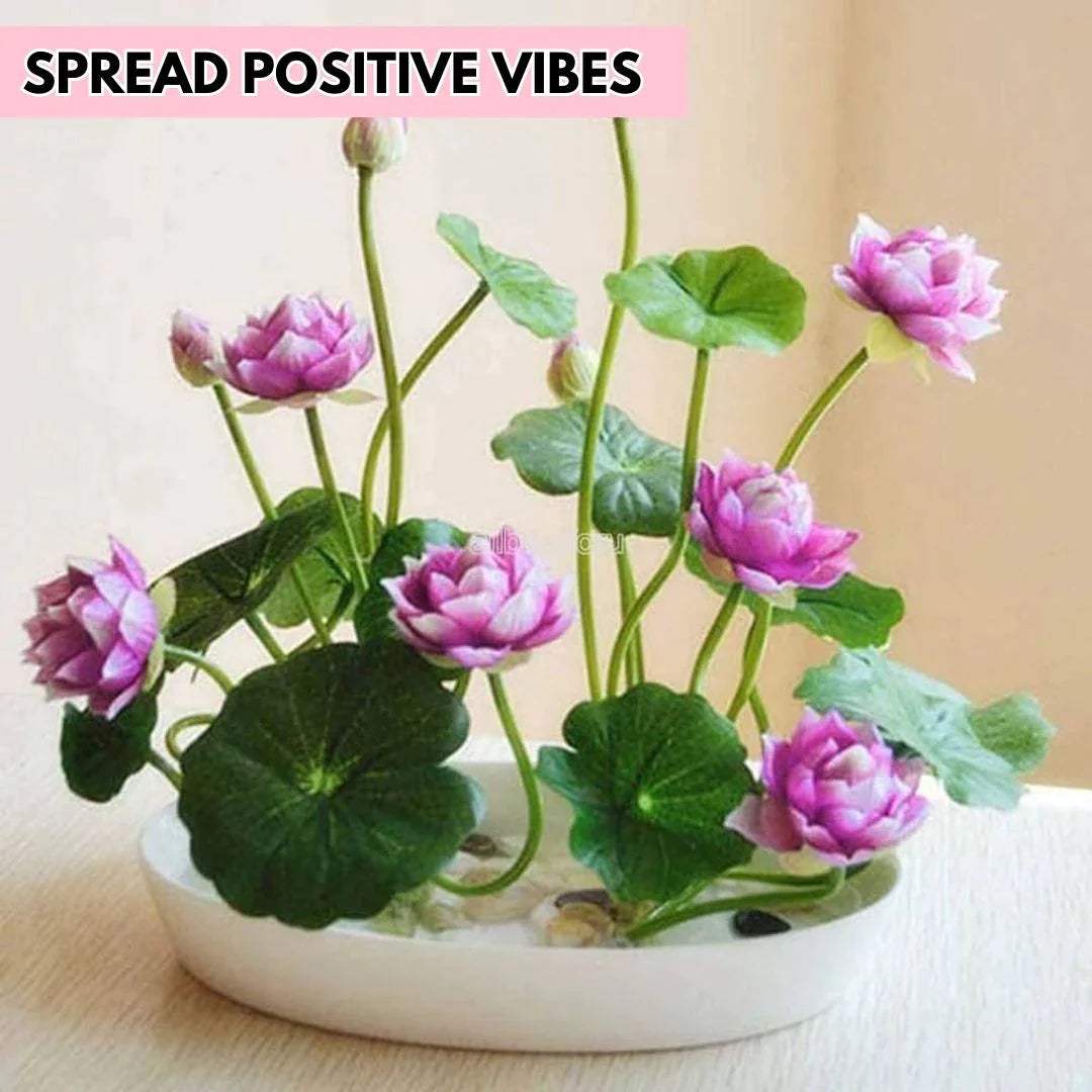 The Premium Lotus Flower Seeds